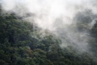 Hamparan kanopi hutan hujan tropis Indonesia yang berselimut kabut pagi menyimpan keanekaragaman hayati sekaligus penyeimbang iklim yang menentukan kualitas hidup masyarakat.