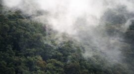 Hamparan kanopi hutan hujan tropis Indonesia yang berselimut kabut pagi menyimpan keanekaragaman hayati sekaligus penyeimbang iklim yang menentukan kualitas hidup masyarakat.