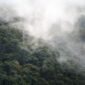 Hamparan kanopi hutan hujan tropis Indonesia yang berselimut kabut pagi menyimpan keanekaragaman hayati sekaligus penyeimbang iklim yang menentukan kualitas hidup masyarakat.