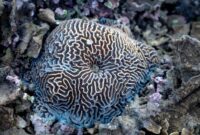 Keanekaragaman terumbu karang dan biota laut di perairan Indonesia yang kaya akan warna serta menjadi salah satu penopang utama ekosistem bahari dunia.