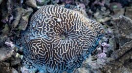 Keanekaragaman terumbu karang dan biota laut di perairan Indonesia yang kaya akan warna serta menjadi salah satu penopang utama ekosistem bahari dunia.