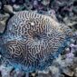 Keanekaragaman terumbu karang dan biota laut di perairan Indonesia yang kaya akan warna serta menjadi salah satu penopang utama ekosistem bahari dunia.