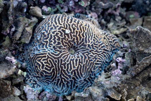 Keanekaragaman terumbu karang dan biota laut di perairan Indonesia yang kaya akan warna serta menjadi salah satu penopang utama ekosistem bahari dunia.