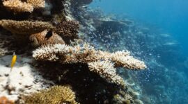 Seorang penyelam sedang merawat fragmen karang pada struktur terumbu buatan di kawasan konservasi perairan Indonesia sebagai upaya restorasi ekosistem bawah laut.