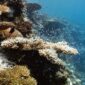 Seorang penyelam sedang merawat fragmen karang pada struktur terumbu buatan di kawasan konservasi perairan Indonesia sebagai upaya restorasi ekosistem bawah laut.