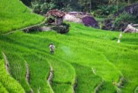 Ketika Musim Hujan Tak Lagi Bisa Diprediksi oleh Petani Indonesia