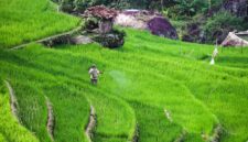 Sawah yang retak akibat kemarau panjang menjadi pemandangan yang kian sering ditemui di wilayah pertanian Jawa dan Nusa Tenggara, mencerminkan pergeseran pola iklim yang kini berdampak langsung pada ketahanan pangan jutaan keluarga Indonesia.