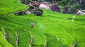 Sawah yang retak akibat kemarau panjang menjadi pemandangan yang kian sering ditemui di wilayah pertanian Jawa dan Nusa Tenggara, mencerminkan pergeseran pola iklim yang kini berdampak langsung pada ketahanan pangan jutaan keluarga Indonesia.