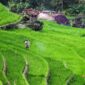 Sawah yang retak akibat kemarau panjang menjadi pemandangan yang kian sering ditemui di wilayah pertanian Jawa dan Nusa Tenggara, mencerminkan pergeseran pola iklim yang kini berdampak langsung pada ketahanan pangan jutaan keluarga Indonesia.