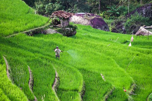 Sawah yang retak akibat kemarau panjang menjadi pemandangan yang kian sering ditemui di wilayah pertanian Jawa dan Nusa Tenggara, mencerminkan pergeseran pola iklim yang kini berdampak langsung pada ketahanan pangan jutaan keluarga Indonesia.