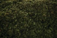 Masyarakat lokal bersama tim konservasi menanam bibit pohon endemik di kawasan hutan yang terdegradasi di Kalimantan — sebuah upaya pemulihan yang dampaknya baru akan terasa penuh oleh generasi yang belum lahir hari ini.