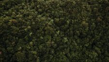 Masyarakat lokal bersama tim konservasi menanam bibit pohon endemik di kawasan hutan yang terdegradasi di Kalimantan — sebuah upaya pemulihan yang dampaknya baru akan terasa penuh oleh generasi yang belum lahir hari ini.