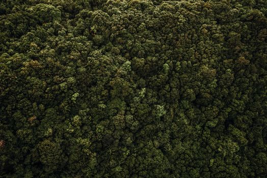 Masyarakat lokal bersama tim konservasi menanam bibit pohon endemik di kawasan hutan yang terdegradasi di Kalimantan — sebuah upaya pemulihan yang dampaknya baru akan terasa penuh oleh generasi yang belum lahir hari ini.
