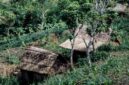 Seorang perempuan dari komunitas Dayak berjalan menembus lebatnya hutan adat di pedalaman Kalimantan — hutan yang bagi mereka bukan sekadar sumber daya, melainkan identitas yang hidup dan bernafas bersama komunitasnya selama berabad-abad.