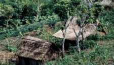 Seorang perempuan dari komunitas Dayak berjalan menembus lebatnya hutan adat di pedalaman Kalimantan — hutan yang bagi mereka bukan sekadar sumber daya, melainkan identitas yang hidup dan bernafas bersama komunitasnya selama berabad-abad.