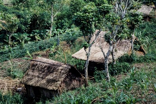 Seorang perempuan dari komunitas Dayak berjalan menembus lebatnya hutan adat di pedalaman Kalimantan — hutan yang bagi mereka bukan sekadar sumber daya, melainkan identitas yang hidup dan bernafas bersama komunitasnya selama berabad-abad.