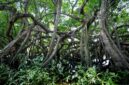 Pengunjung menyusuri jembatan kayu di tengah rindangnya hutan mangrove yang berfungsi menjaga ekosistem pesisir serta menahan erosi air laut.