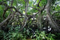 Pengunjung menyusuri jembatan kayu di tengah rindangnya hutan mangrove yang berfungsi menjaga ekosistem pesisir serta menahan erosi air laut.