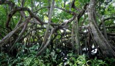 Pengunjung menyusuri jembatan kayu di tengah rindangnya hutan mangrove yang berfungsi menjaga ekosistem pesisir serta menahan erosi air laut.