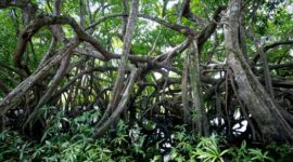Pengunjung menyusuri jembatan kayu di tengah rindangnya hutan mangrove yang berfungsi menjaga ekosistem pesisir serta menahan erosi air laut.