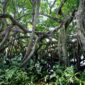 Pengunjung menyusuri jembatan kayu di tengah rindangnya hutan mangrove yang berfungsi menjaga ekosistem pesisir serta menahan erosi air laut.