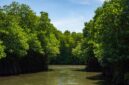 Jembatan kayu melintasi hutan mangrove yang hijau dan rimbun saat senja, menyajikan ruang tenang bagi wisatawan untuk menikmati keindahan benteng alami pesisir Indonesia.