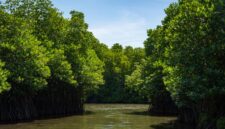 Jembatan kayu melintasi hutan mangrove yang hijau dan rimbun saat senja, menyajikan ruang tenang bagi wisatawan untuk menikmati keindahan benteng alami pesisir Indonesia.