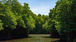 Jembatan kayu melintasi hutan mangrove yang hijau dan rimbun saat senja, menyajikan ruang tenang bagi wisatawan untuk menikmati keindahan benteng alami pesisir Indonesia.