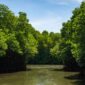 Jembatan kayu melintasi hutan mangrove yang hijau dan rimbun saat senja, menyajikan ruang tenang bagi wisatawan untuk menikmati keindahan benteng alami pesisir Indonesia.