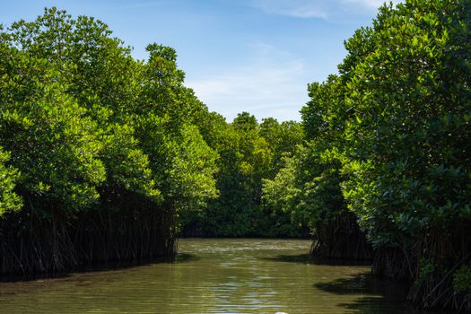 Jembatan kayu melintasi hutan mangrove yang hijau dan rimbun saat senja, menyajikan ruang tenang bagi wisatawan untuk menikmati keindahan benteng alami pesisir Indonesia.