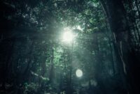 Pancaran sinar matahari menembus kanopi lebat hutan tropis Nusantara yang menjadi benteng pertahanan utama ekosistem dan penyerap emisi karbon bumi.
