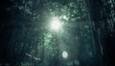Pancaran sinar matahari menembus kanopi lebat hutan tropis Nusantara yang menjadi benteng pertahanan utama ekosistem dan penyerap emisi karbon bumi.