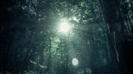 Pancaran sinar matahari menembus kanopi lebat hutan tropis Nusantara yang menjadi benteng pertahanan utama ekosistem dan penyerap emisi karbon bumi.