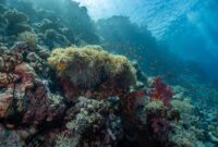 Pemandangan terumbu karang yang sehat dan dipenuhi beragam jenis ikan tropis di kawasan perairan Raja Ampat, Papua Barat Daya. Kekayaan bawah laut Indonesia ini memerlukan perlindungan bersama dari ancaman krisis iklim dan pencemaran sampah plastik.