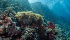 Pemandangan terumbu karang yang sehat dan dipenuhi beragam jenis ikan tropis di kawasan perairan Raja Ampat, Papua Barat Daya. Kekayaan bawah laut Indonesia ini memerlukan perlindungan bersama dari ancaman krisis iklim dan pencemaran sampah plastik.