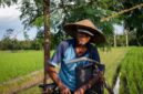 Petani sawit swadaya mengumpulkan tandan buah segar di perkebunan berkelanjutan yang telah menerapkan standar ramah lingkungan dan transparansi rantai pasok.