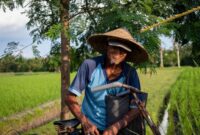 Petani sawit swadaya mengumpulkan tandan buah segar di perkebunan berkelanjutan yang telah menerapkan standar ramah lingkungan dan transparansi rantai pasok.