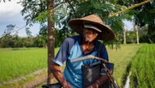 Petani sawit swadaya mengumpulkan tandan buah segar di perkebunan berkelanjutan yang telah menerapkan standar ramah lingkungan dan transparansi rantai pasok.