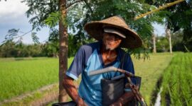 Petani sawit swadaya mengumpulkan tandan buah segar di perkebunan berkelanjutan yang telah menerapkan standar ramah lingkungan dan transparansi rantai pasok.
