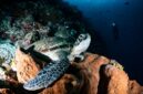 Seorang penyelam lokal sedang memasang fragmen terumbu karang baru pada struktur restorasi bawah laut sebagai bagian dari upaya pelestarian ekosistem pesisir Indonesia.