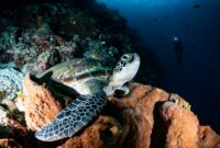 Seorang penyelam lokal sedang memasang fragmen terumbu karang baru pada struktur restorasi bawah laut sebagai bagian dari upaya pelestarian ekosistem pesisir Indonesia.