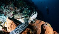 Seorang penyelam lokal sedang memasang fragmen terumbu karang baru pada struktur restorasi bawah laut sebagai bagian dari upaya pelestarian ekosistem pesisir Indonesia.