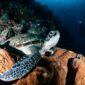 Seorang penyelam lokal sedang memasang fragmen terumbu karang baru pada struktur restorasi bawah laut sebagai bagian dari upaya pelestarian ekosistem pesisir Indonesia.