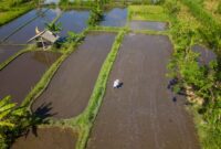 Sistem perairan tradisional Subak di Bali memperlihatkan bagaimana kearifan lokal mampu menjaga kesuburan tanah dan keharmonisan ekosistem selama berabad-abad. Praktik berbasis kebersamaan ini menjadi bukti ketahanan ekologis masyarakat adat Nusantara.