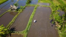 Sistem perairan tradisional Subak di Bali memperlihatkan bagaimana kearifan lokal mampu menjaga kesuburan tanah dan keharmonisan ekosistem selama berabad-abad. Praktik berbasis kebersamaan ini menjadi bukti ketahanan ekologis masyarakat adat Nusantara.