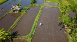 Sistem perairan tradisional Subak di Bali memperlihatkan bagaimana kearifan lokal mampu menjaga kesuburan tanah dan keharmonisan ekosistem selama berabad-abad. Praktik berbasis kebersamaan ini menjadi bukti ketahanan ekologis masyarakat adat Nusantara.