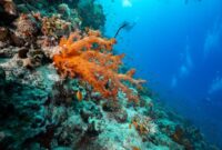 Pemandangan terumbu karang yang sehat di perairan Indonesia menjadi bukti pentingnya menjaga ekosistem laut melalui pariwisata ramah lingkungan dan konsumsi bijak.