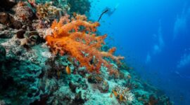 Pemandangan terumbu karang yang sehat di perairan Indonesia menjadi bukti pentingnya menjaga ekosistem laut melalui pariwisata ramah lingkungan dan konsumsi bijak.