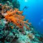 Pemandangan terumbu karang yang sehat di perairan Indonesia menjadi bukti pentingnya menjaga ekosistem laut melalui pariwisata ramah lingkungan dan konsumsi bijak.