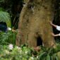 Masyarakat adat di Nusantara memanfaatkan pengetahuan tradisional turun-temurun untuk menjaga keseimbangan ekosistem hutan dan laut demi keberlanjutan sumber daya alam.